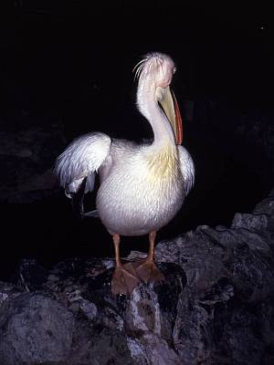 Pelikan